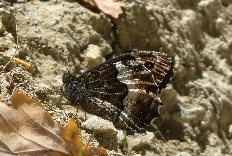 ..una farfalla al giorno